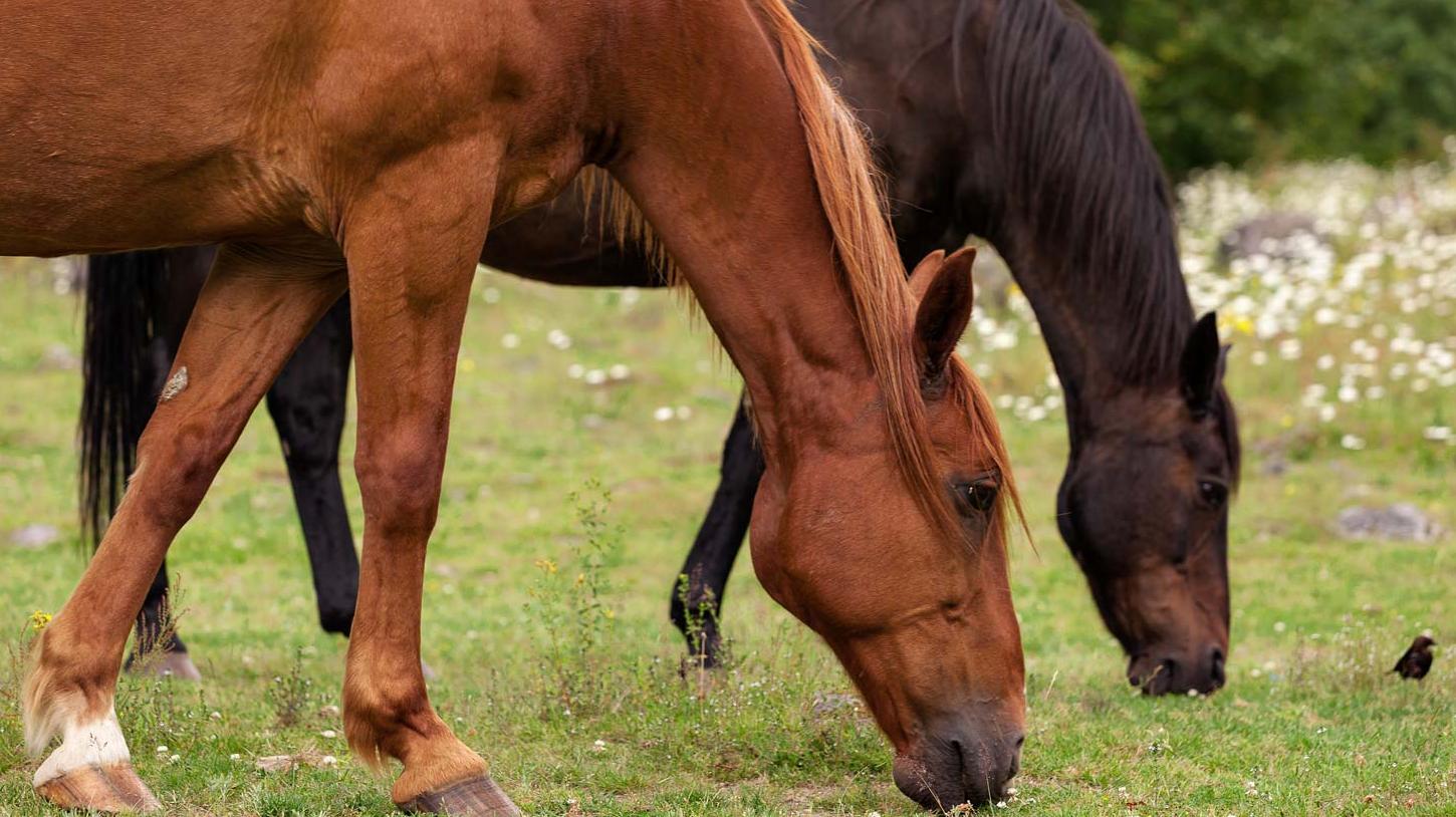 Horses eating grass